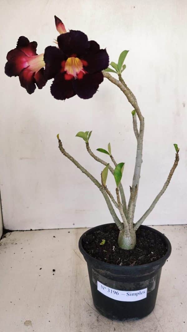 Planta Simples 3196 – 35cm – 03 anos - Imagem 2