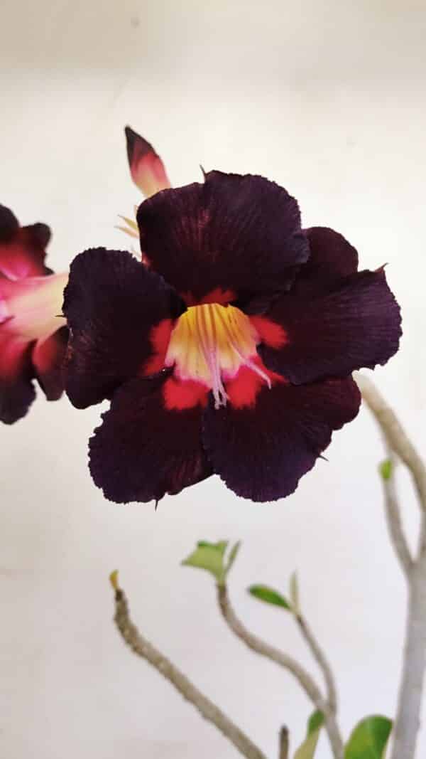 Planta Simples 3196 – 35cm – 03 anos - Imagem 1