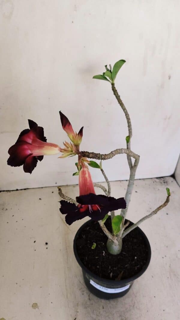 Planta Simples 3196 – 35cm – 03 anos - Imagem 7