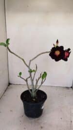 Planta Simples 3196 – 35cm – 03 anos - Imagem 5