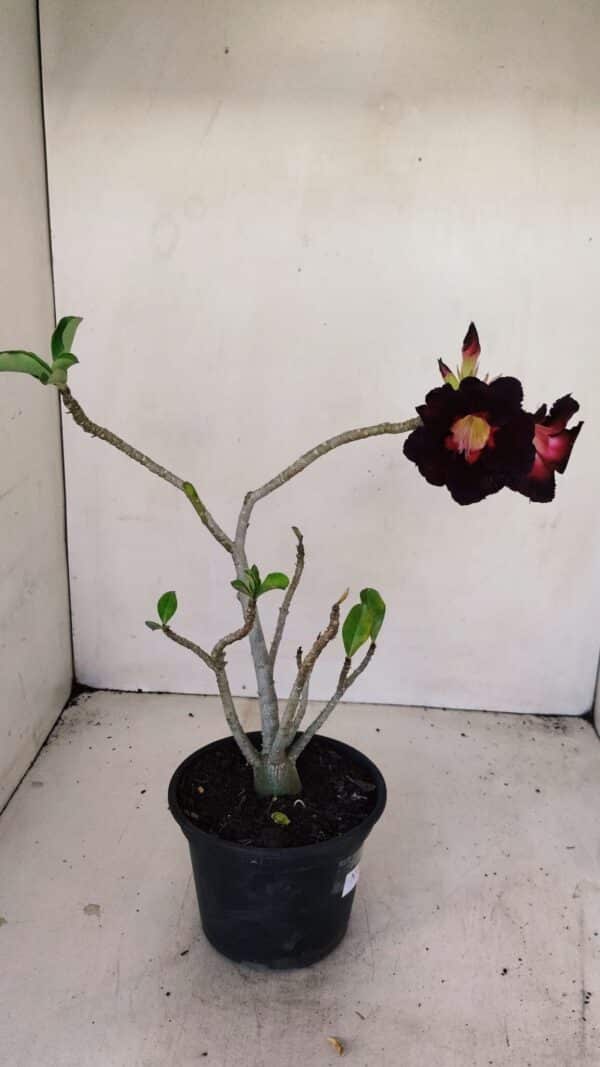 Planta Simples 3196 – 35cm – 03 anos - Imagem 5
