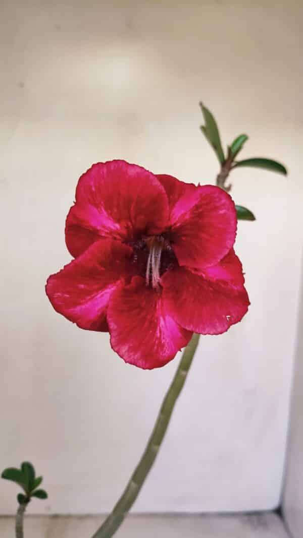 Planta Simples 3197 – 35cm – 03 anos - Imagem 1