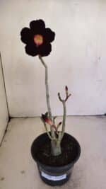Planta Simples 3198 – 30cm – 03 anos