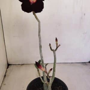Planta Simples 3198 – 30cm – 03 anos