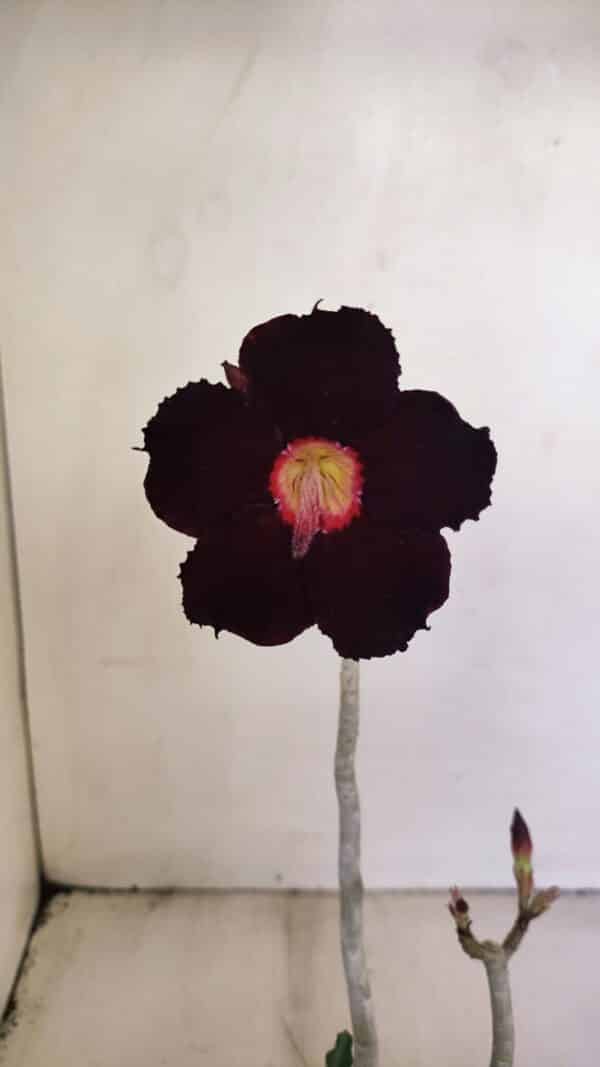 Planta Simples 3198 – 30cm – 03 anos - Imagem 3