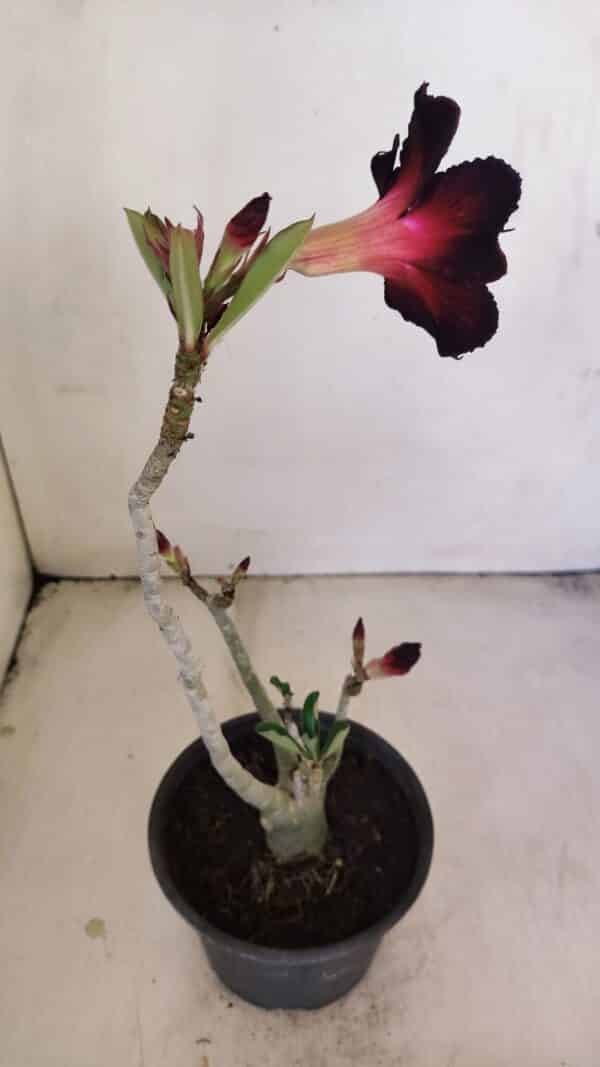 Planta Simples 3198 – 30cm – 03 anos - Imagem 5