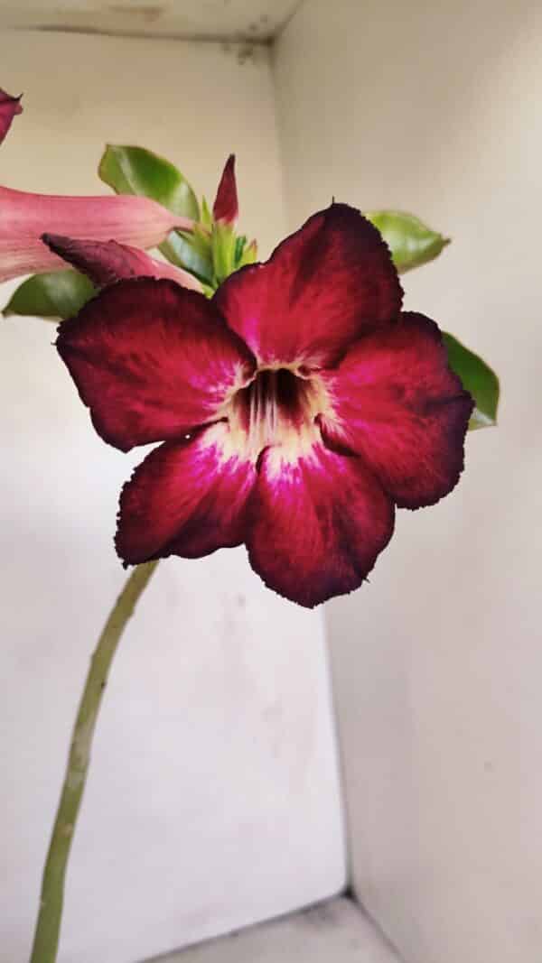 Planta Simples 3199 – 35cm – 03 anos - Imagem 1