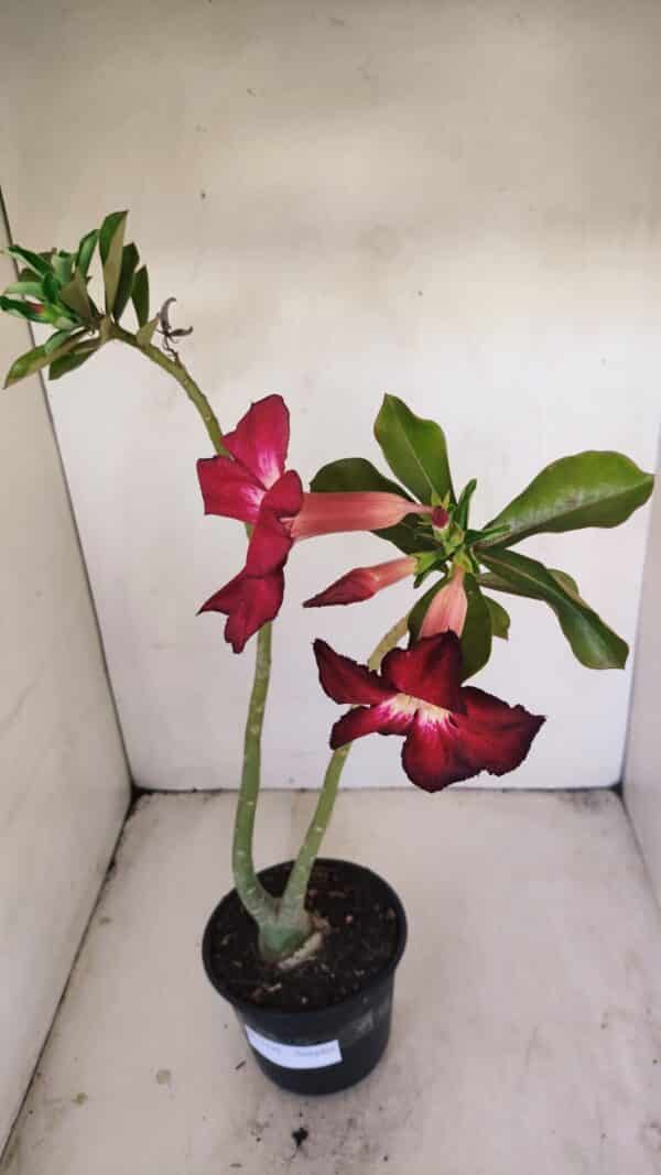 Planta Simples 3199 – 35cm – 03 anos - Imagem 5