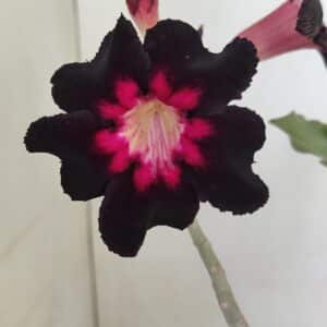 Planta Simples 3200 – 35cm – 03 anos