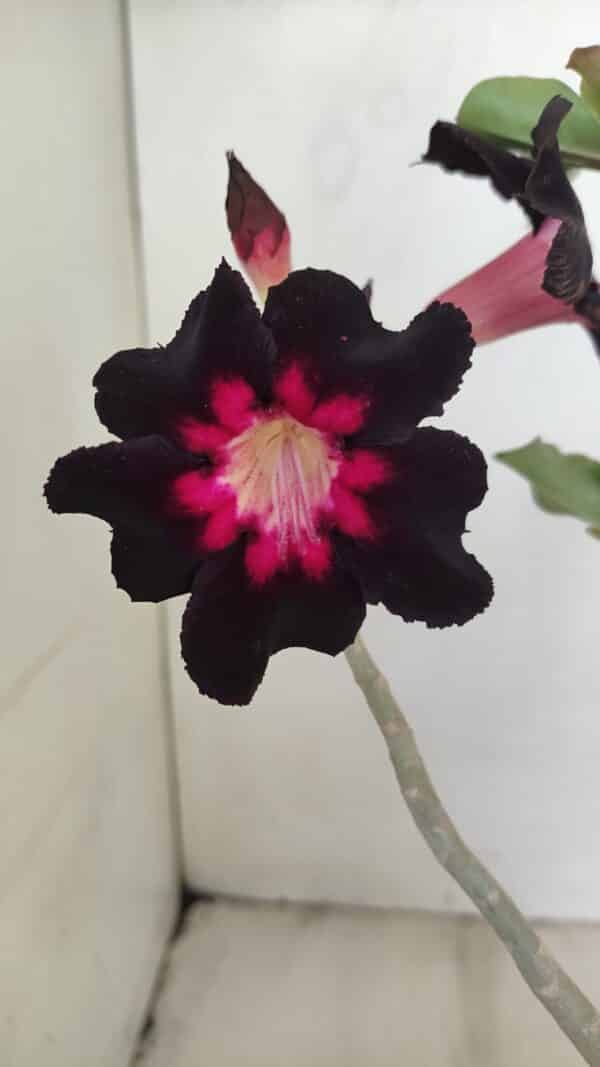 Planta Simples 3200 – 35cm – 03 anos - Imagem 1