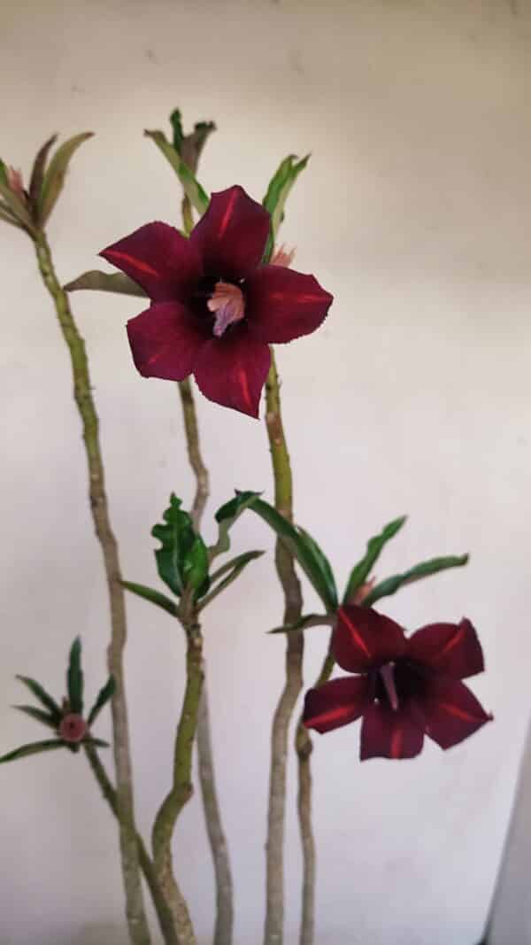 Planta Simples 3201 – 35cm – 03 anos - Imagem 4