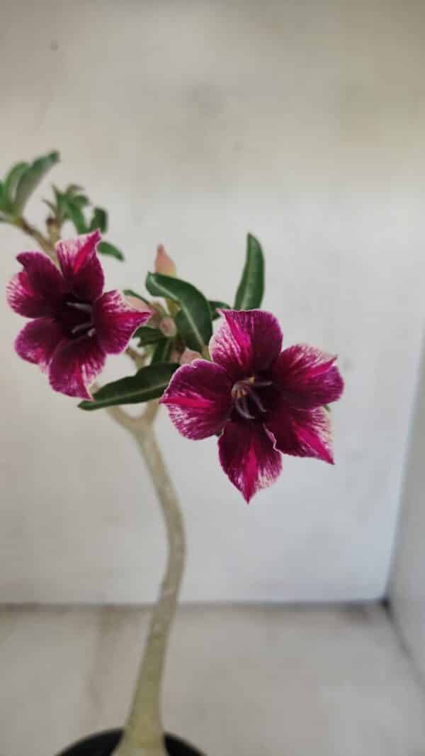 Planta Simples 3202 – 35cm – 03 anos - Imagem 1