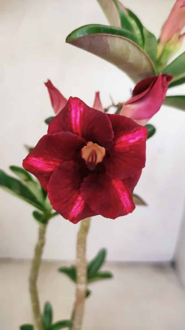 Planta Simples 3203 – 35cm – 03 anos - Imagem 1