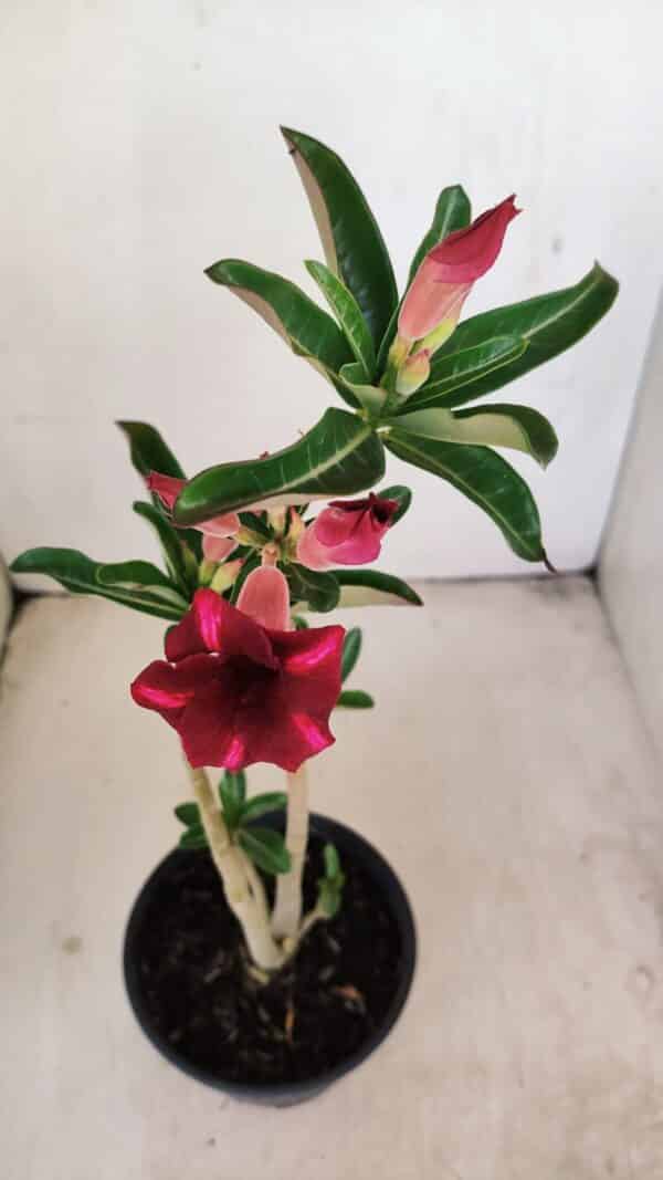 Planta Simples 3203 – 35cm – 03 anos - Imagem 4