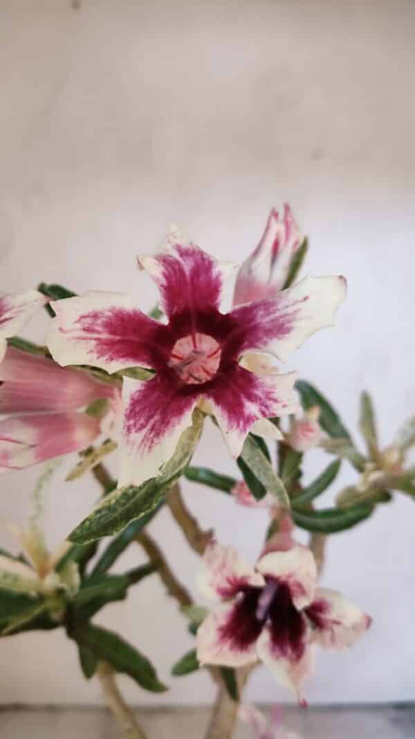 Planta Simples 3205 – 35cm – 03 anos (VARIEGATA de semente) - Imagem 7