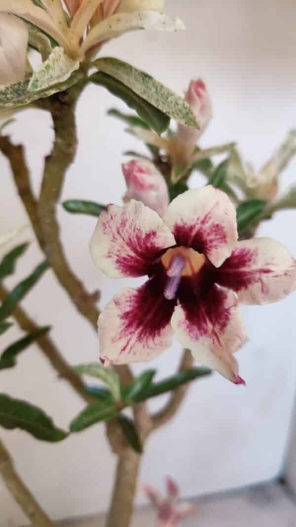 Planta Simples 3205 – 35cm – 03 anos (VARIEGATA de semente) - Imagem 1
