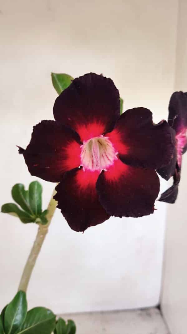 Planta Simples 3206 – 30cm – 02 anos - Imagem 1