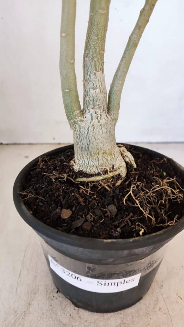 Planta Simples 3206 – 30cm – 02 anos - Imagem 6