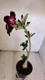 Planta Simples 3206 – 30cm – 02 anos - Imagem 5