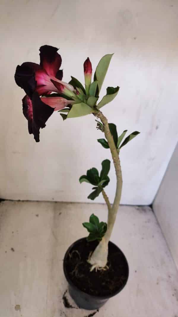 Planta Simples 3206 – 30cm – 02 anos - Imagem 5