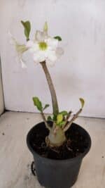 Planta Simples 3207 – 28cm – 02 anos - Imagem 4