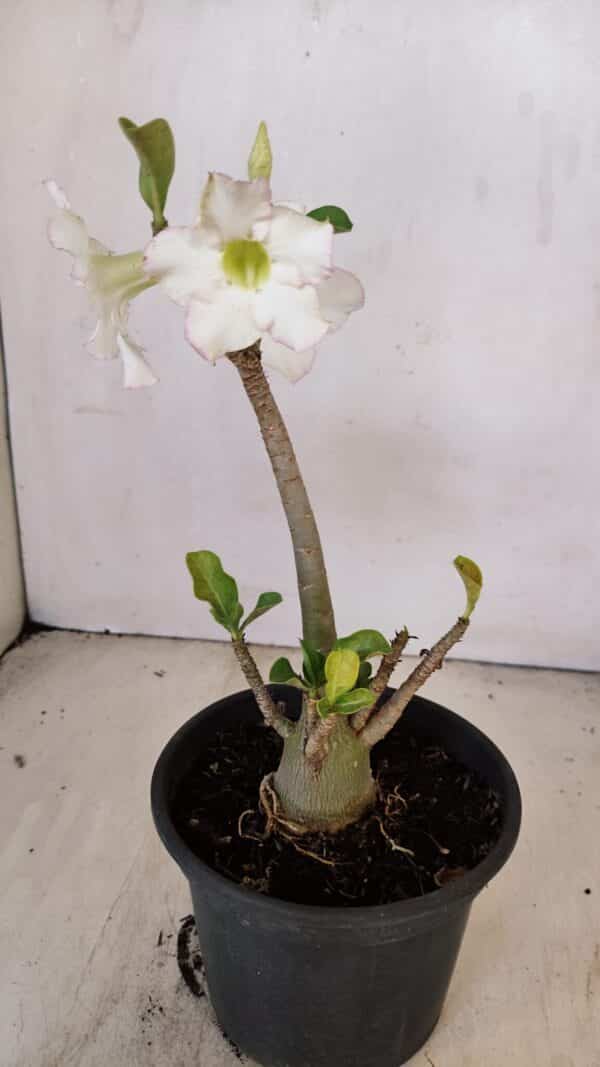 Planta Simples 3207 – 28cm – 02 anos - Imagem 4