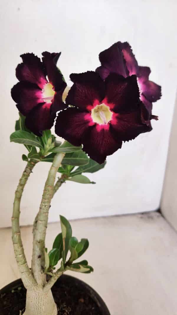 Planta Simples 3208 – 30cm – 02 anos - Imagem 1