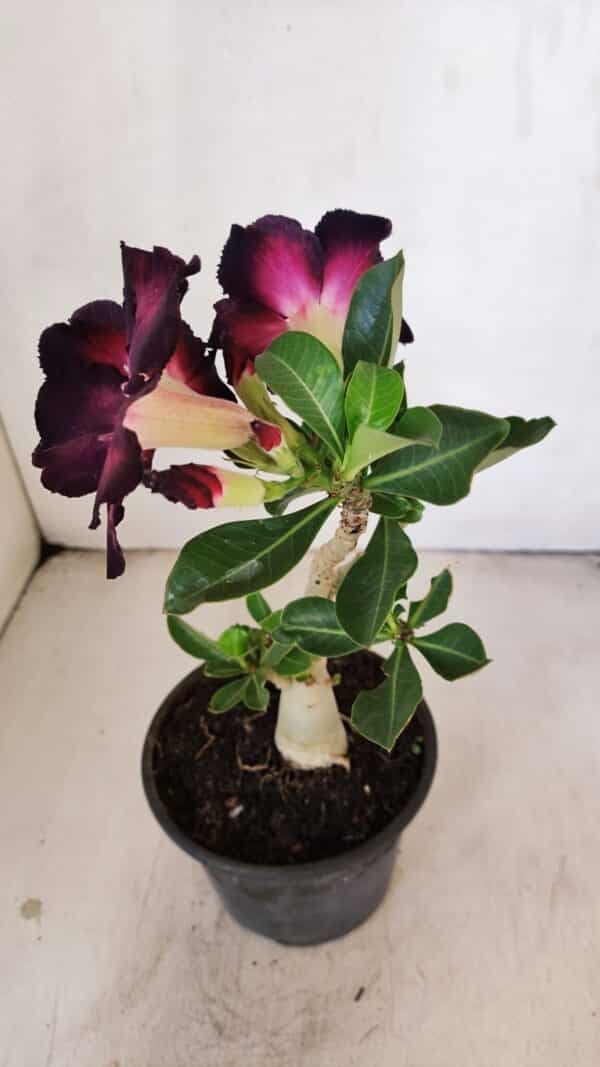 Planta Simples 3208 – 30cm – 02 anos - Imagem 4