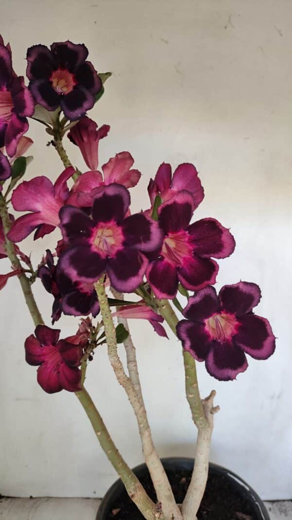 Planta Simples 3209 – 50cm – 04 anos - Imagem 1