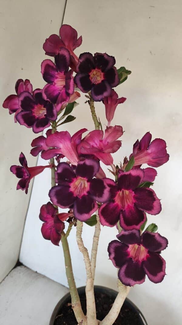 Planta Simples 3209 – 50cm – 04 anos - Imagem 7
