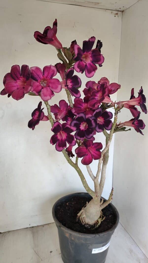 Planta Simples 3209 – 50cm – 04 anos - Imagem 6