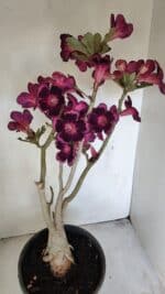 Planta Simples 3209 – 50cm – 04 anos - Imagem 5