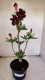 Planta Simples 3210 – 35cm – 03 anos - Imagem 2