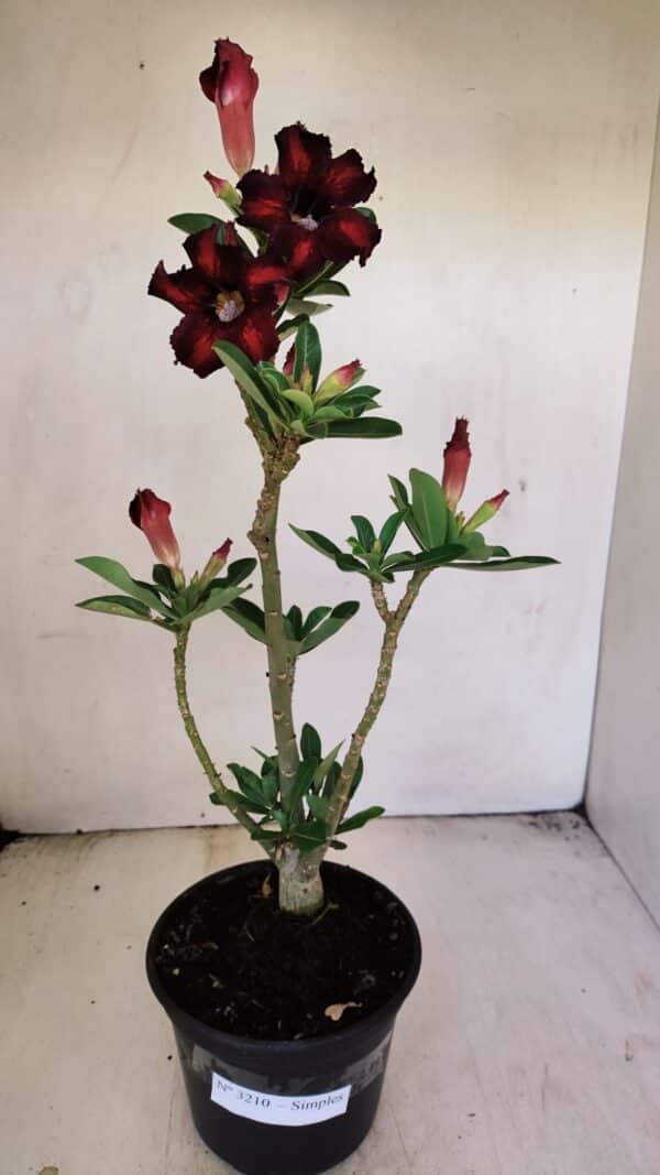 Planta Simples 3210 – 35cm – 03 anos - Imagem 2