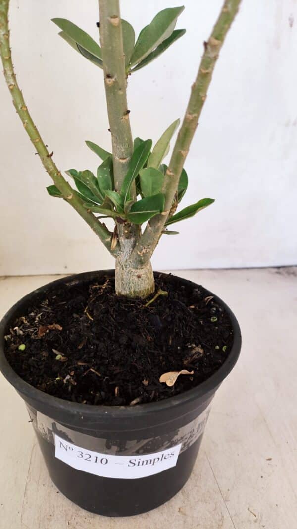 Planta Simples 3210 – 35cm – 03 anos - Imagem 8