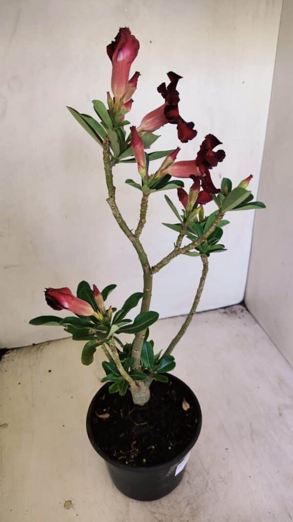 Planta Simples 3210 – 35cm – 03 anos - Imagem 7