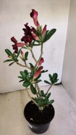 Planta Simples 3210 – 35cm – 03 anos - Imagem 6