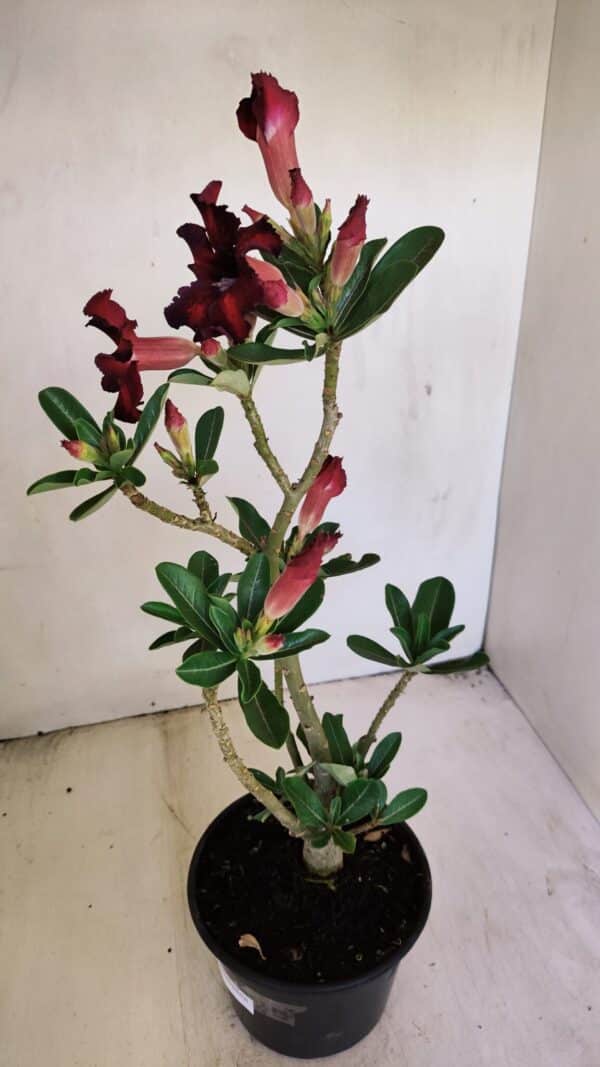 Planta Simples 3210 – 35cm – 03 anos - Imagem 6