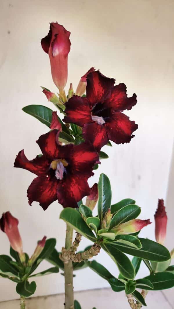 Planta Simples 3210 – 35cm – 03 anos - Imagem 1