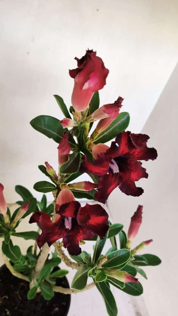 Planta Simples 3210 – 35cm – 03 anos - Imagem 4