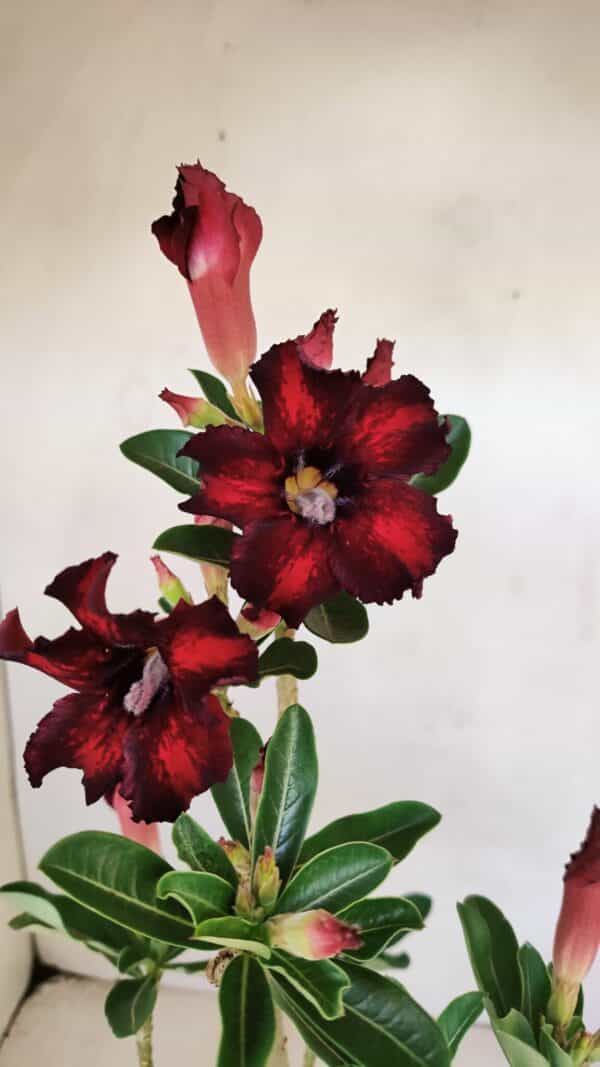 Planta Simples 3210 – 35cm – 03 anos - Imagem 3