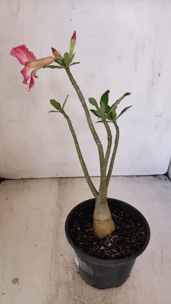 Planta Simples 3211 – 30cm – 03 anos - Imagem 5