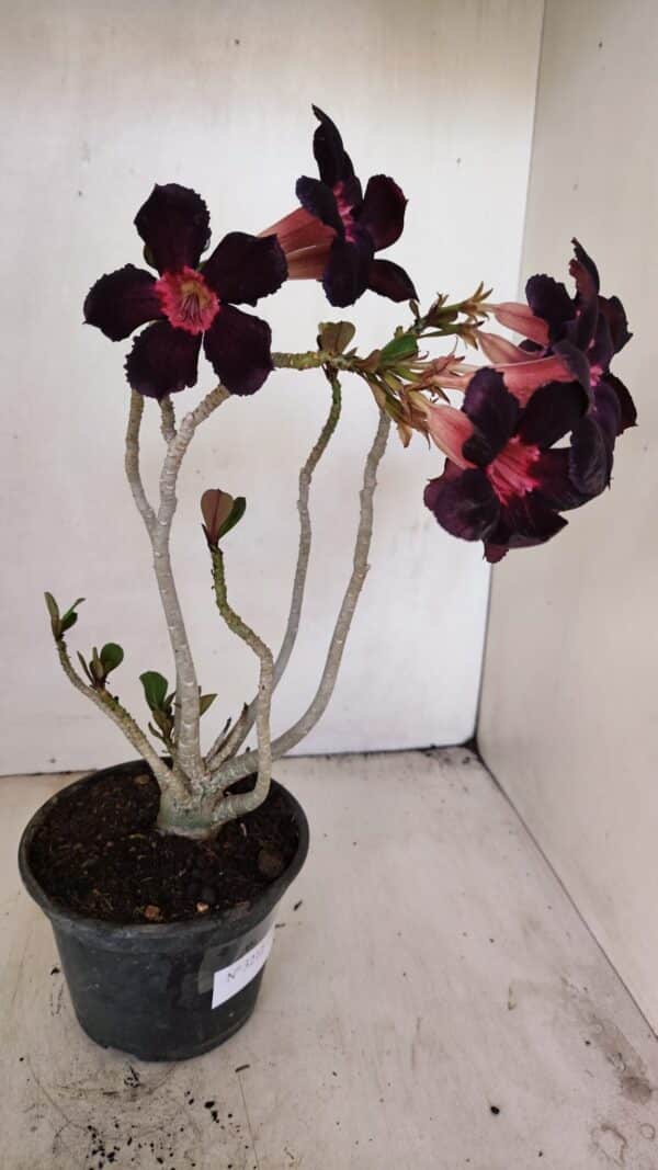 Planta Simples 3212 – 30cm – 03 anos - Imagem 5