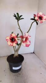 Planta Simples 3213 – 35cm – 03 anos - Imagem 2