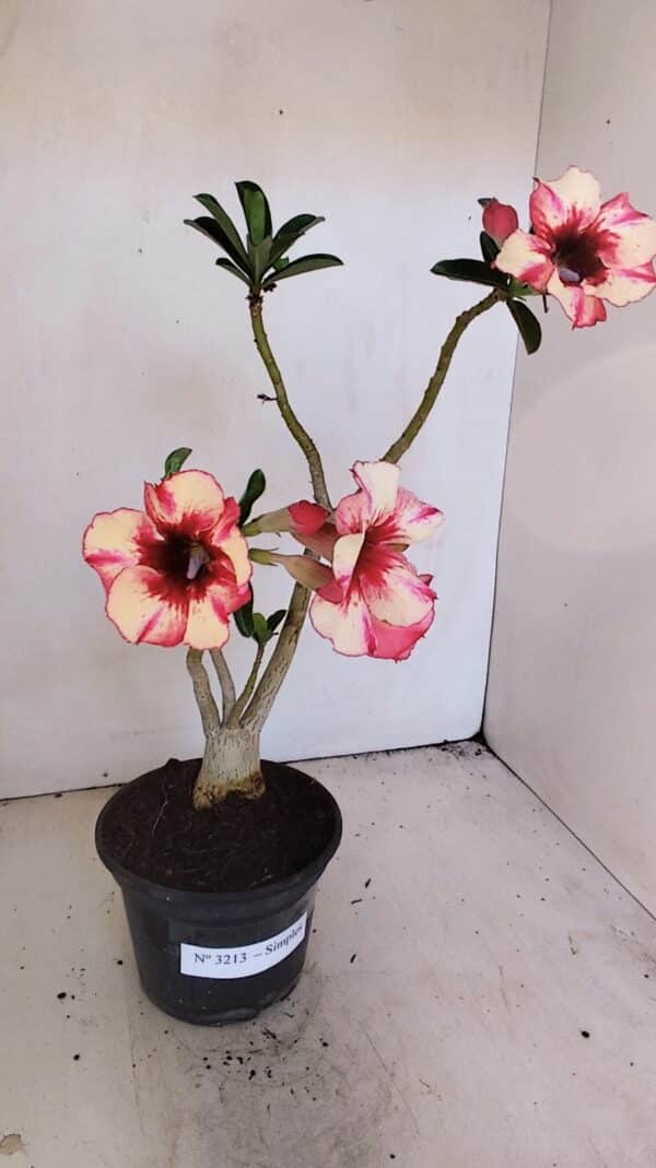 Planta Simples 3213 – 35cm – 03 anos - Imagem 2