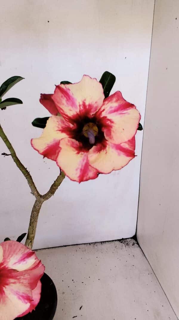 Planta Simples 3213 – 35cm – 03 anos - Imagem 1