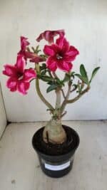 Planta Simples 3214 – 35cm – 03 anos - Imagem 2