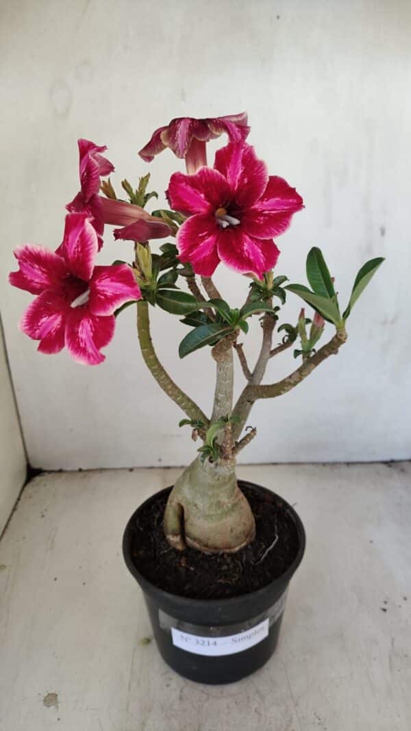 Planta Simples 3214 – 35cm – 03 anos - Imagem 2