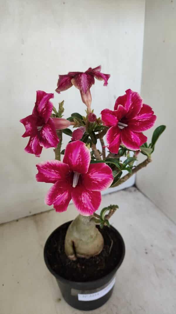Planta Simples 3214 – 35cm – 03 anos - Imagem 1