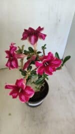 Planta Simples 3214 – 35cm – 03 anos - Imagem 9